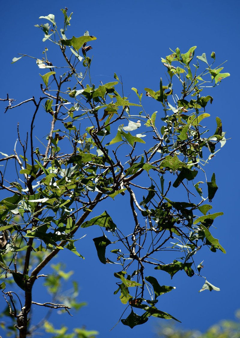 Erythrina vespertilio subsp. vespertilio photo 4