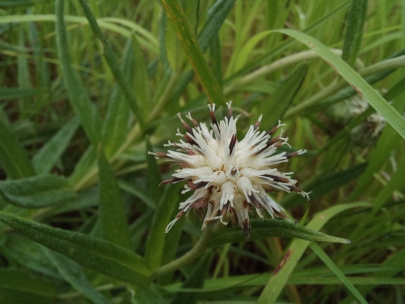 Erythrocephalum albiflorum