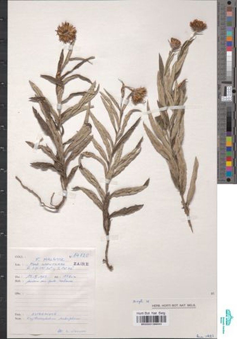 Erythrocephalum albiflorum photo 3