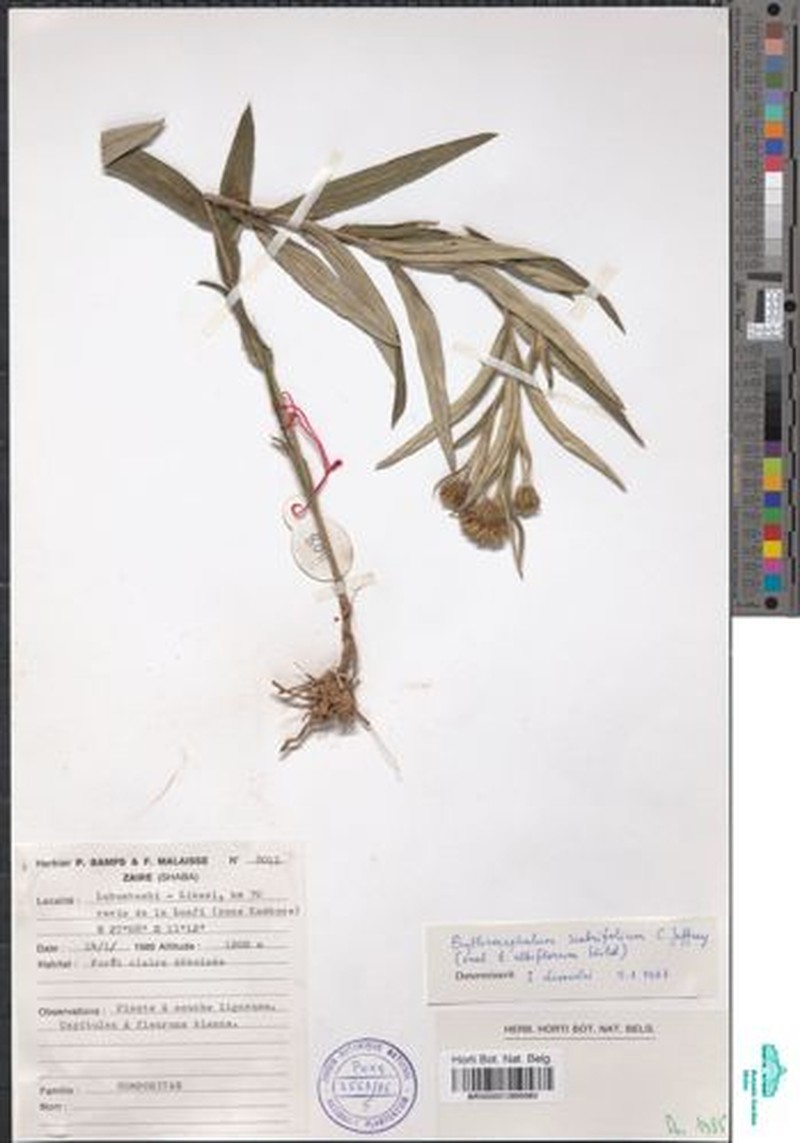 Erythrocephalum albiflorum photo 4