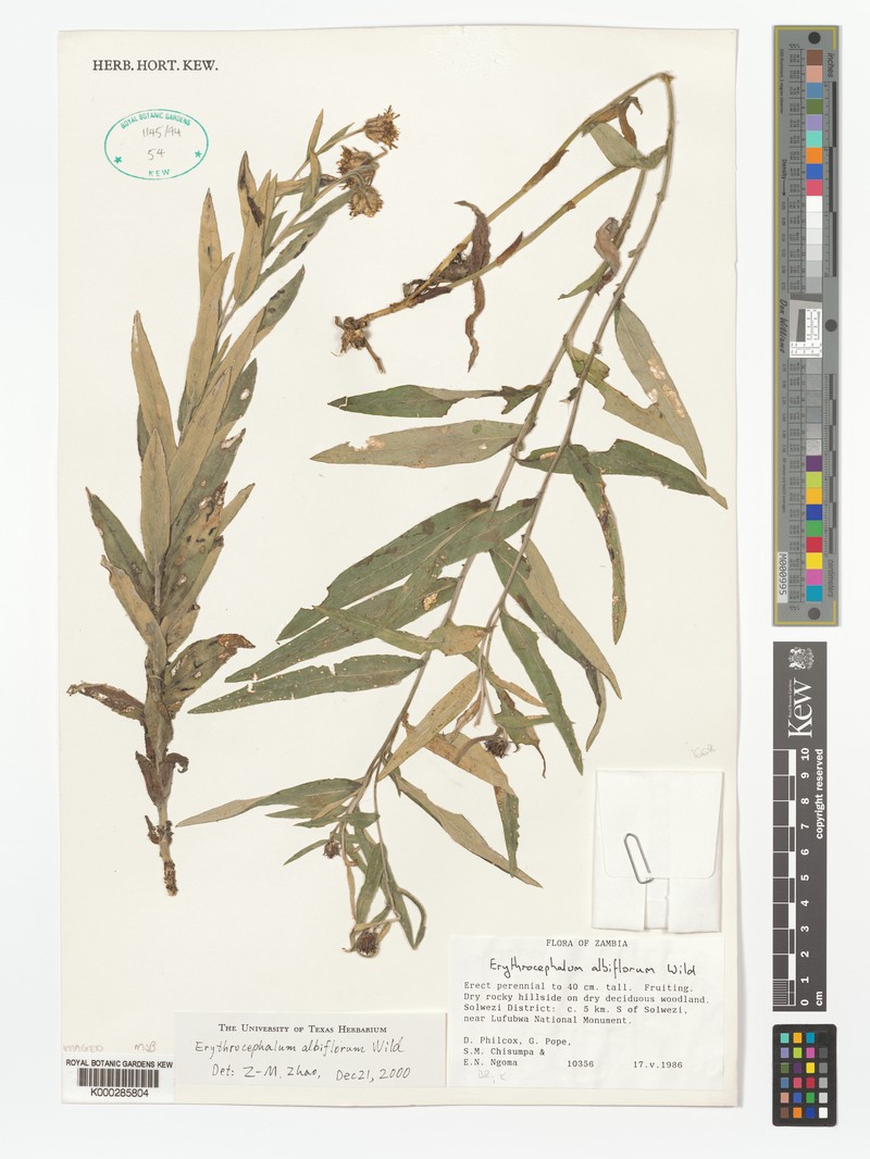 Erythrocephalum albiflorum photo 5