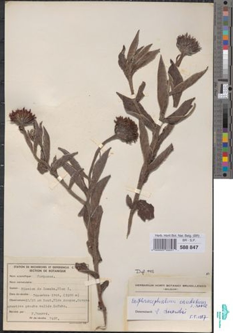 Erythrocephalum caudatum