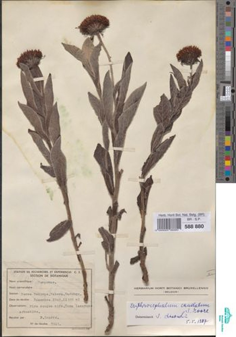 Erythrocephalum caudatum photo 2