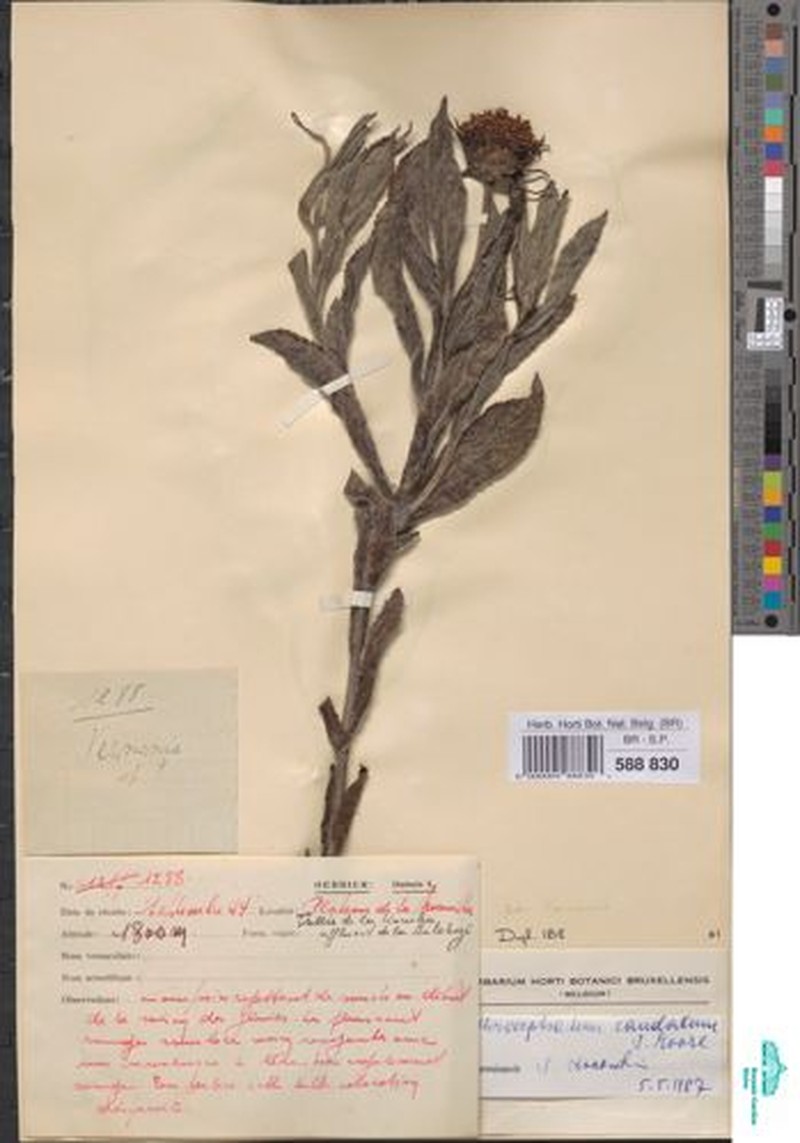 Erythrocephalum caudatum photo 3