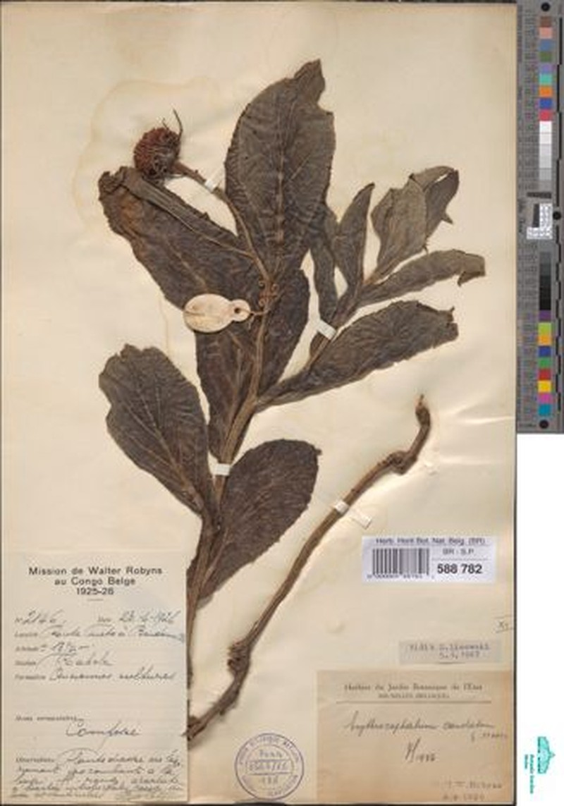 Erythrocephalum caudatum photo 4
