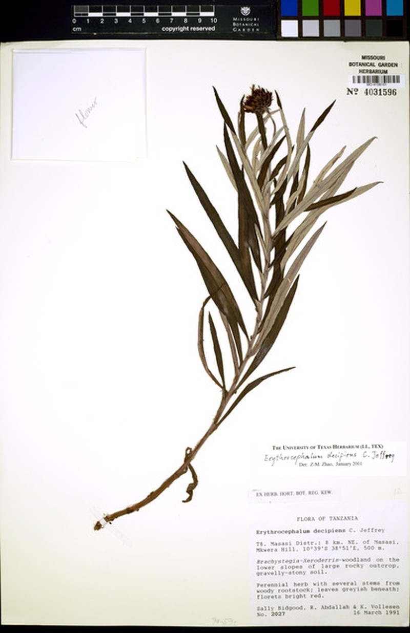 Erythrocephalum decipiens