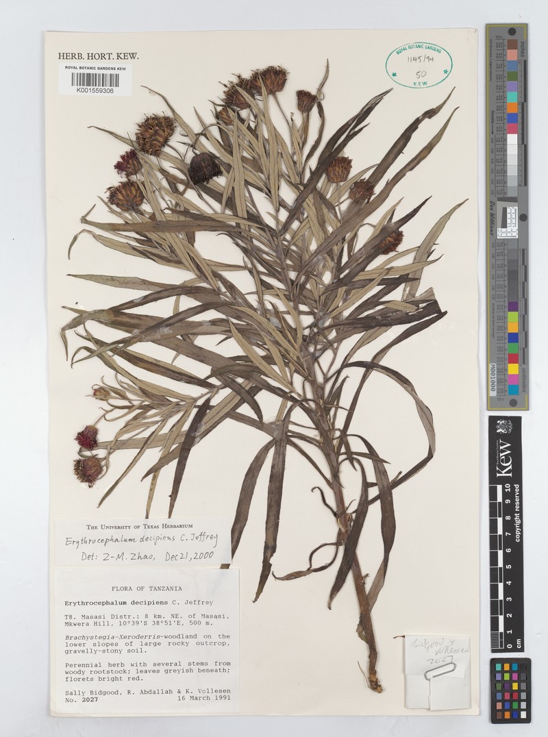 Erythrocephalum decipiens photo 2
