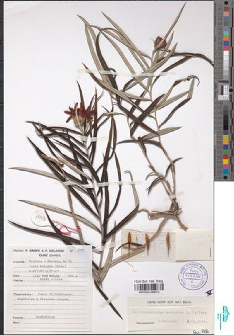 Erythrocephalum decipiens photo 3