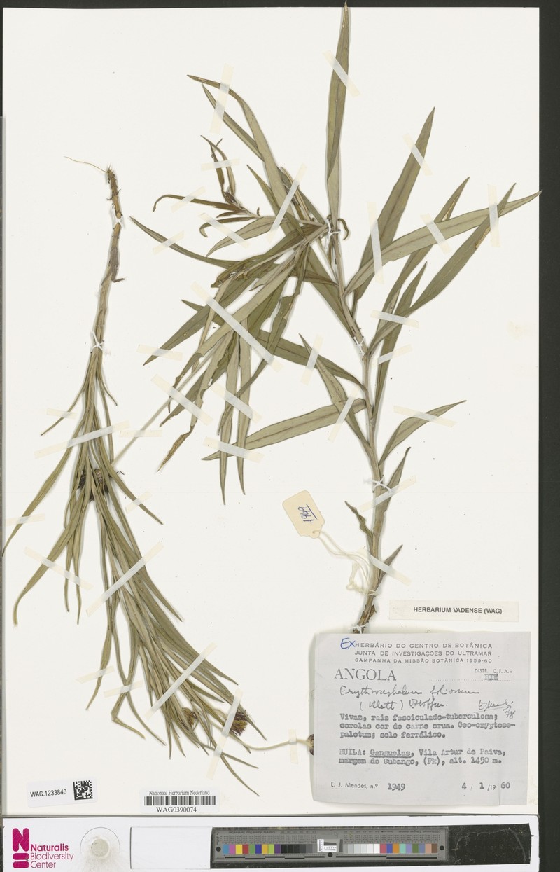 Erythrocephalum dianthiflorum