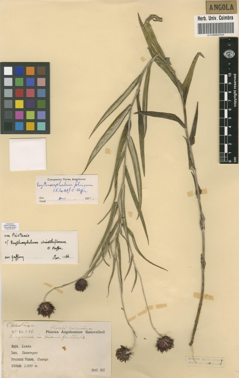Erythrocephalum dianthiflorum photo 2