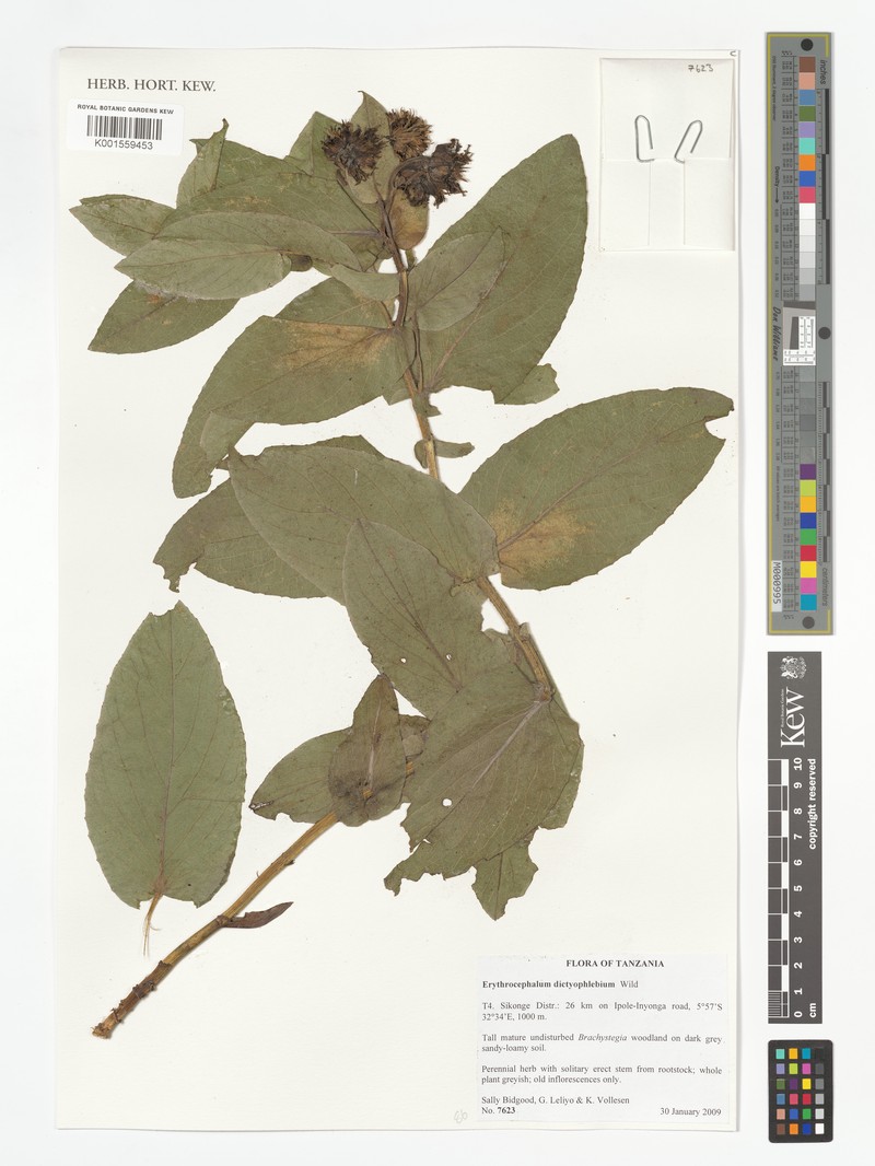 Erythrocephalum dictyophlebium