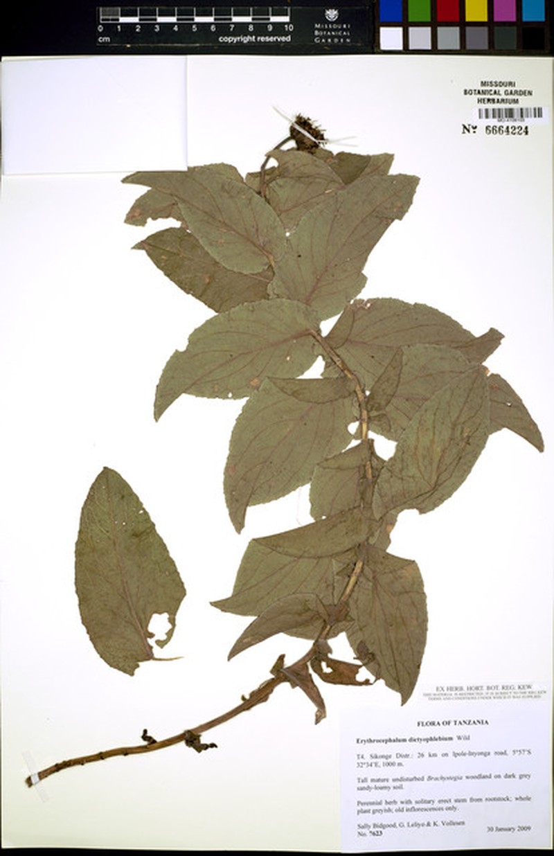 Erythrocephalum dictyophlebium photo 2
