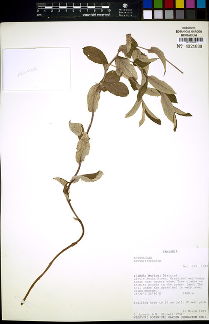 Erythrocephalum goetzei