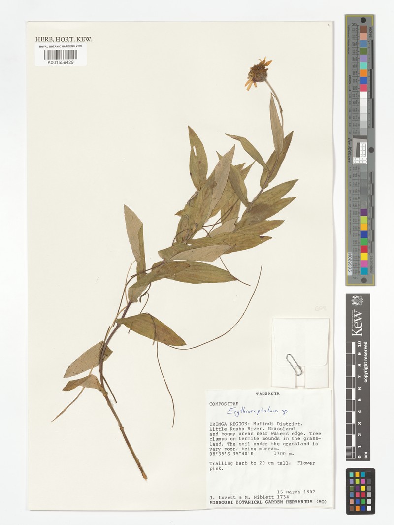 Erythrocephalum goetzei photo 2