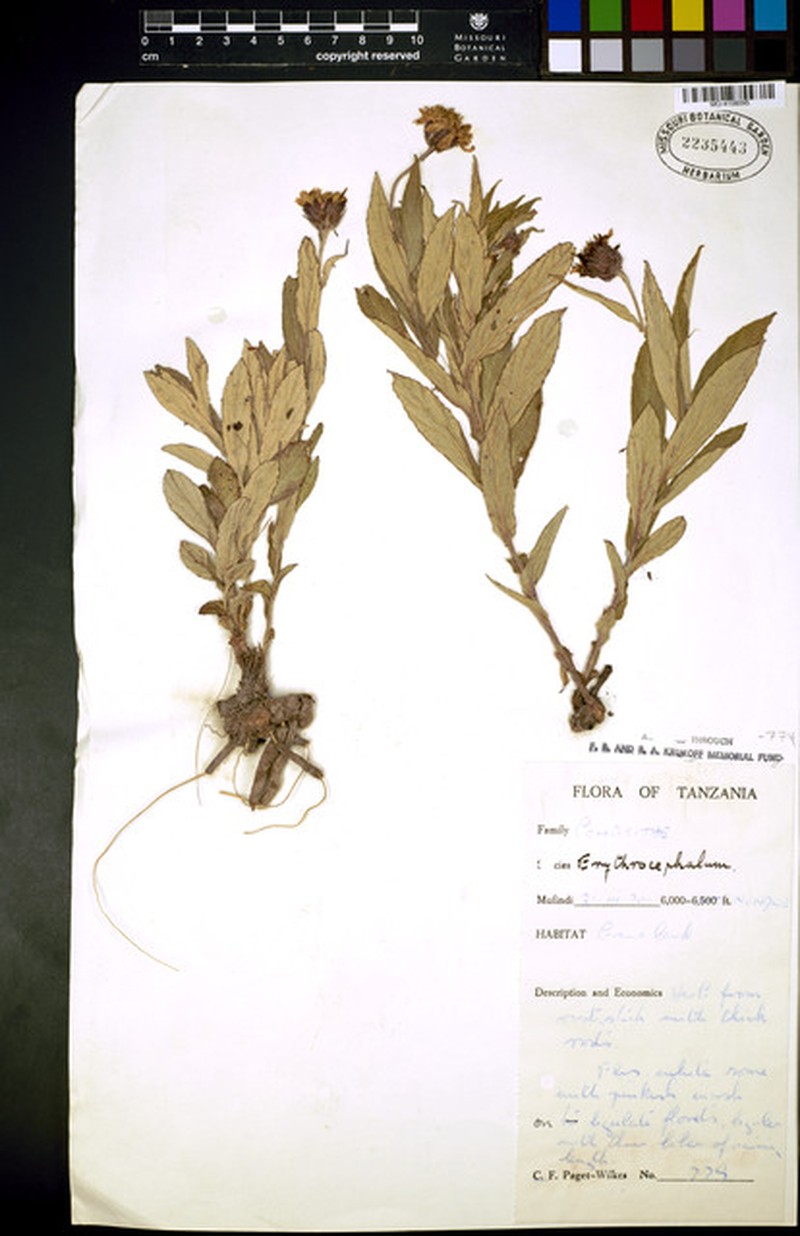 Erythrocephalum goetzei photo 3