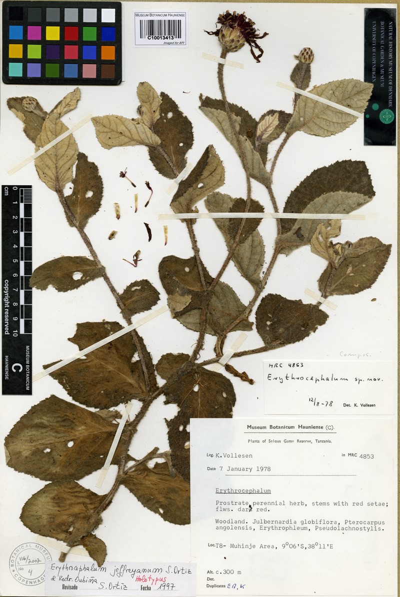 Erythrocephalum jeffreyanum