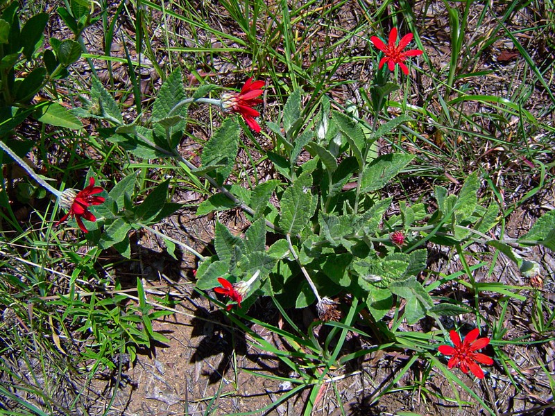 Erythrocephalum longifolium