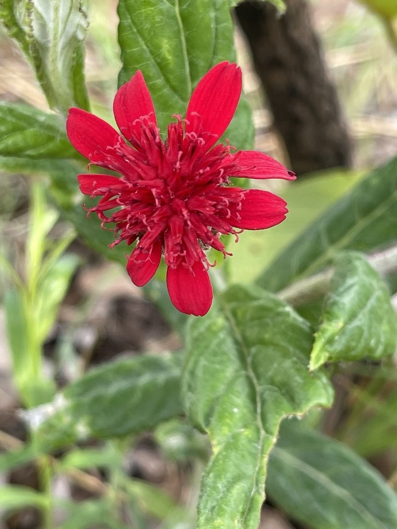 Erythrocephalum longifolium photo 2