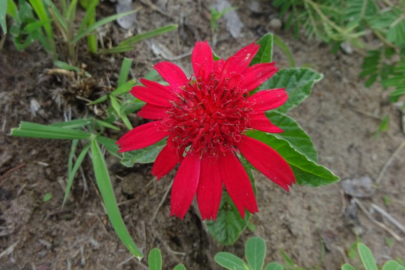 Erythrocephalum longifolium photo 3
