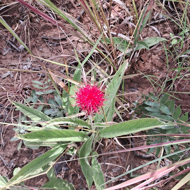 Erythrocephalum longifolium photo 4