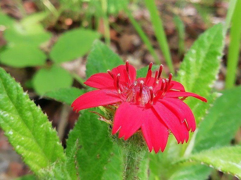 Erythrocephalum longifolium photo 5