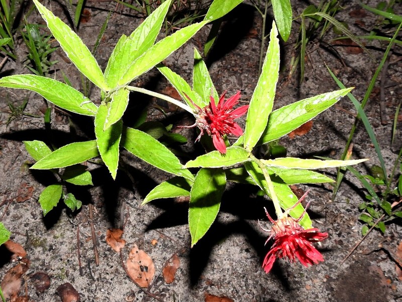 Erythrocephalum longifolium photo 6
