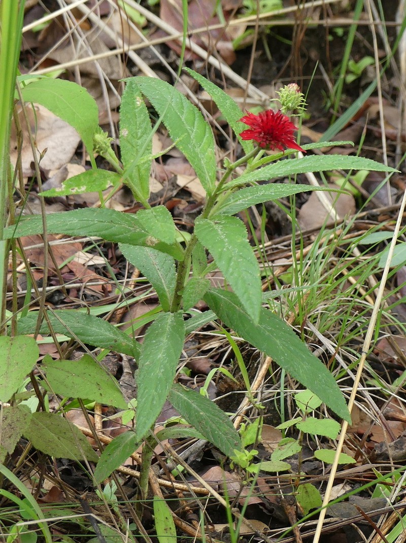 Erythrocephalum longifolium photo 7
