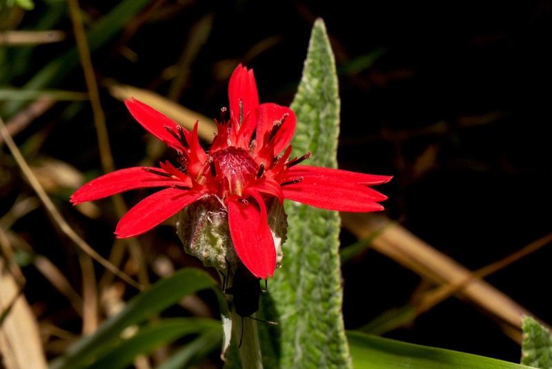 Erythrocephalum longifolium photo 8