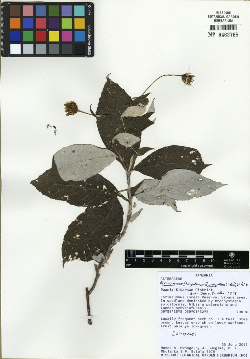Erythrocephalum marginatum