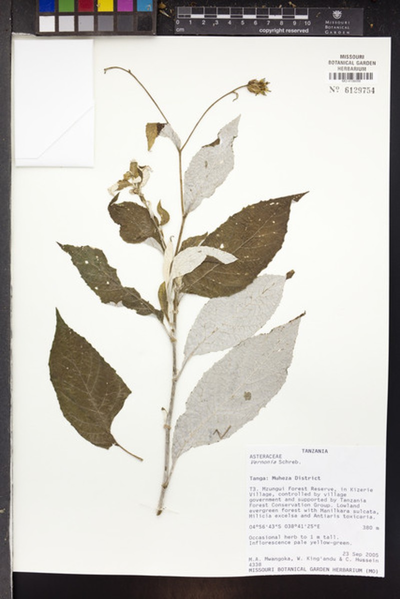 Erythrocephalum marginatum photo 2