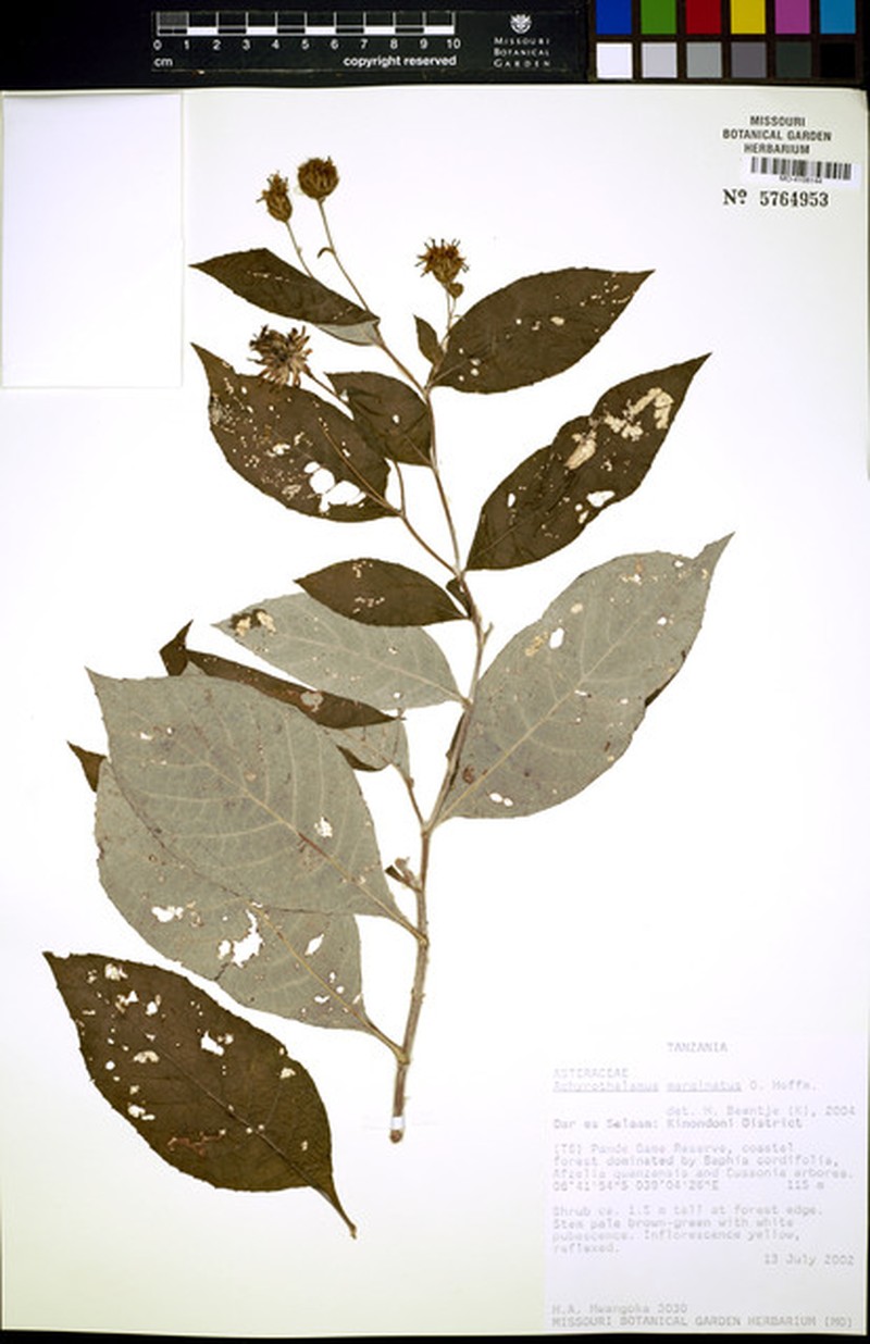 Erythrocephalum marginatum photo 3