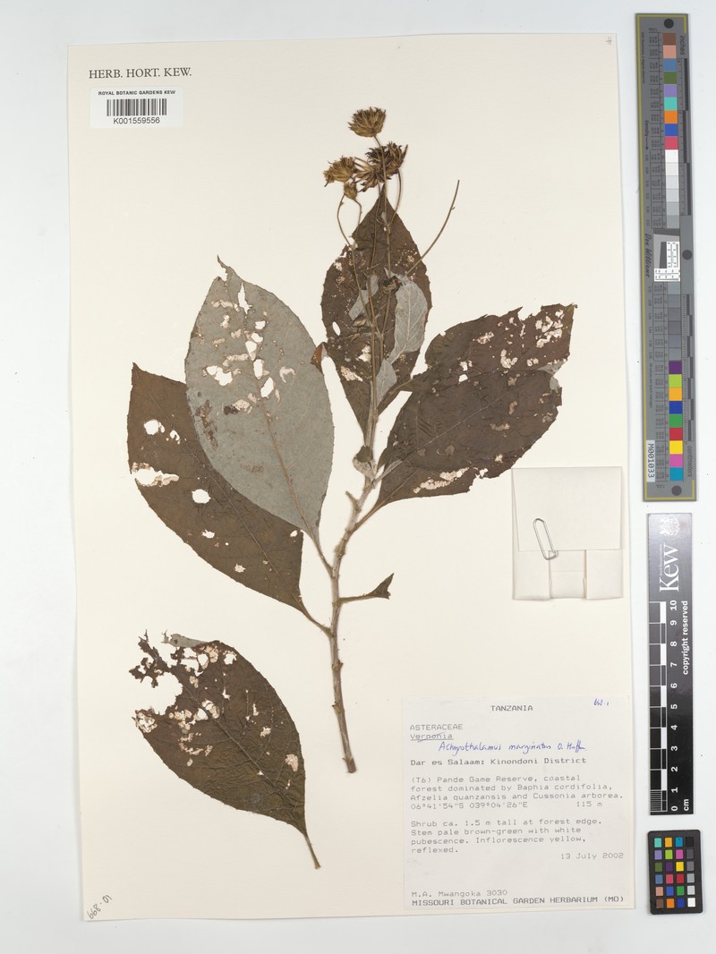 Erythrocephalum marginatum photo 4