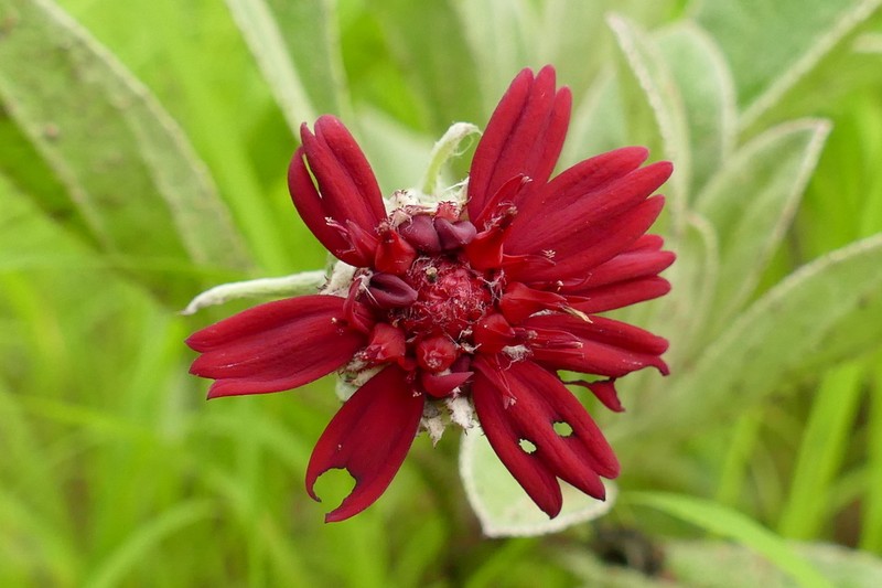 Erythrocephalum minus