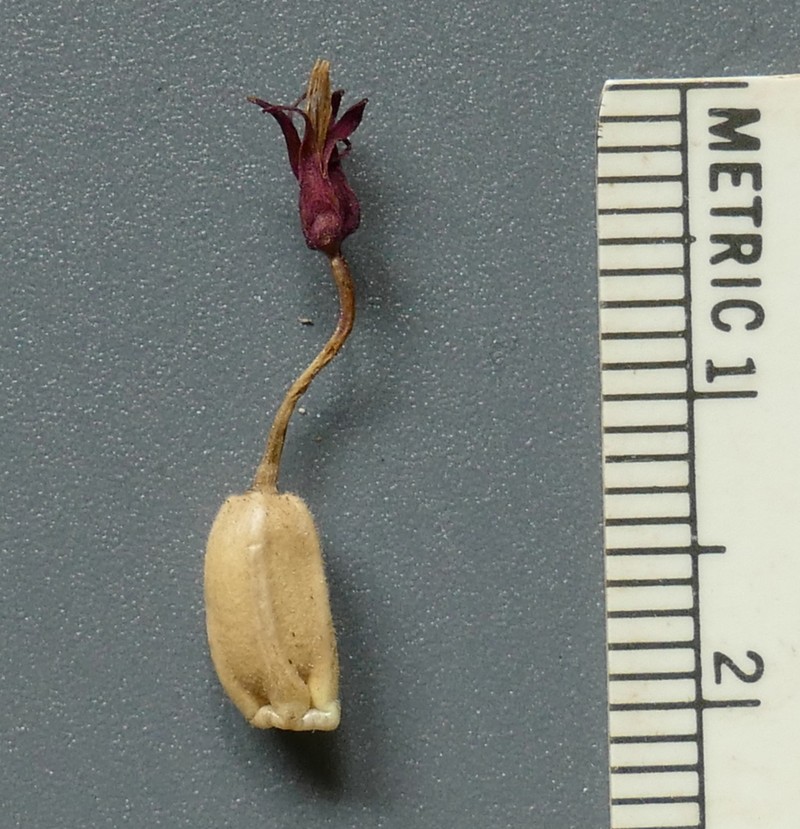 Erythrocephalum minus photo 2