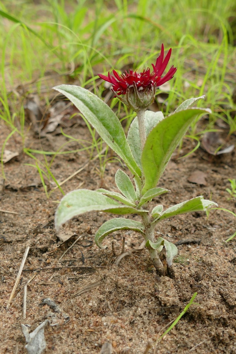 Erythrocephalum minus photo 3