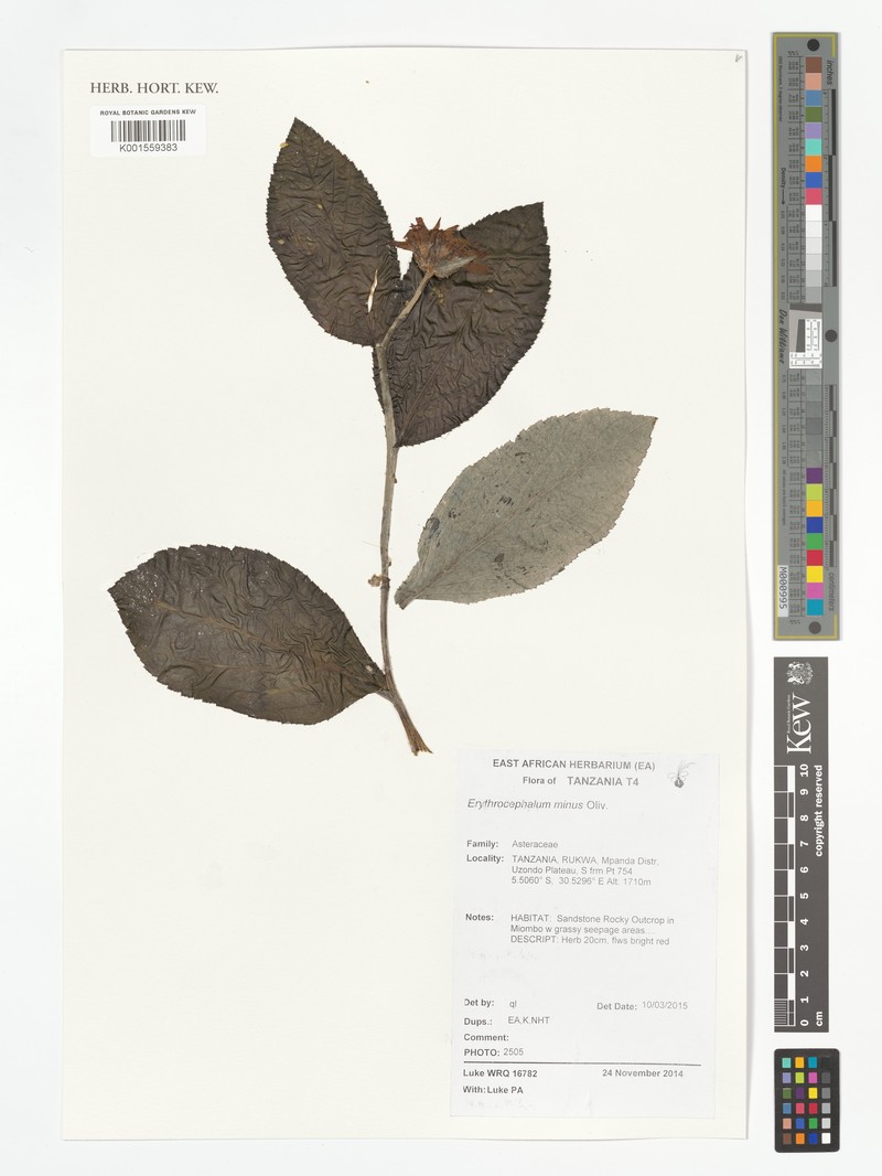 Erythrocephalum minus photo 4