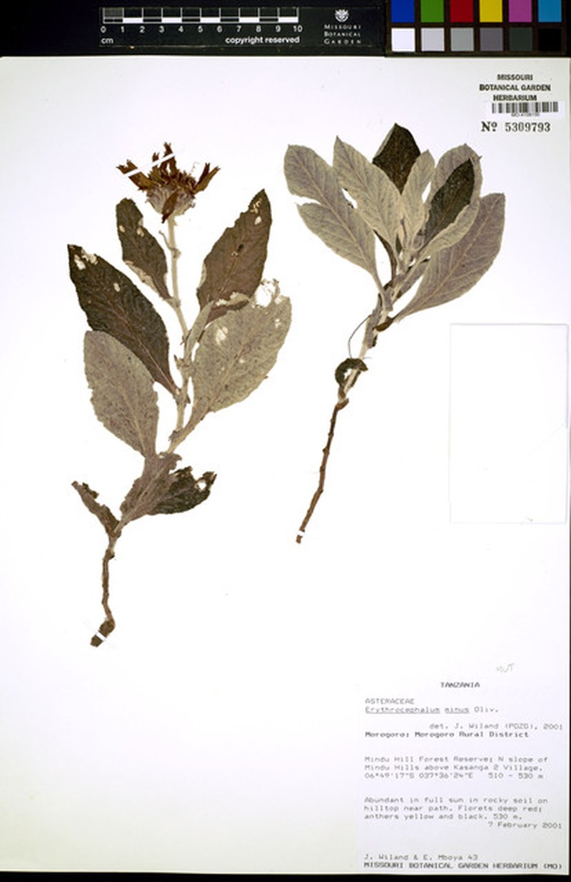 Erythrocephalum minus photo 6