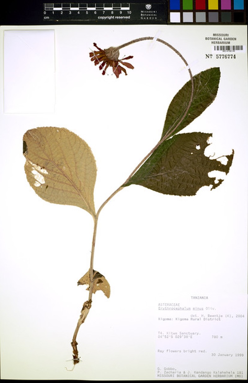 Erythrocephalum minus photo 7