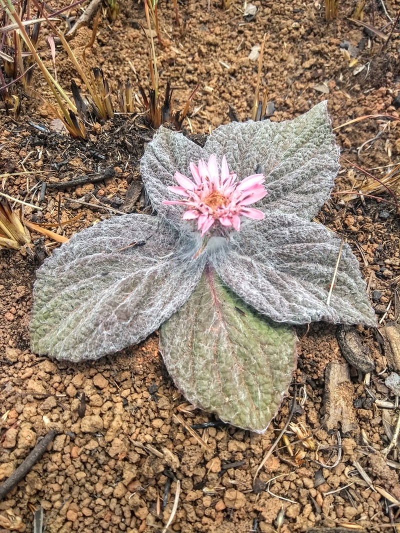 Erythrocephalum plantaginifolium