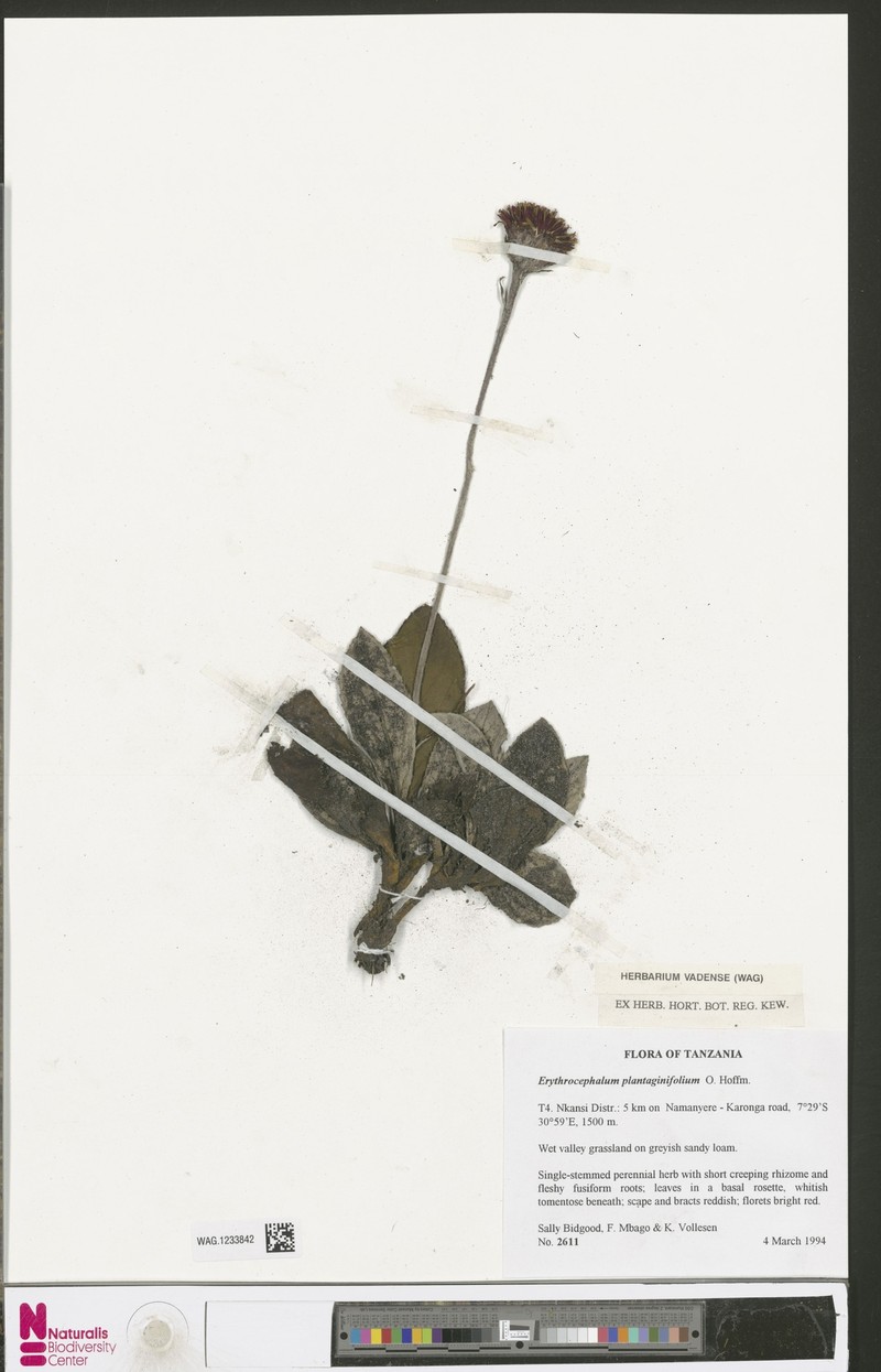 Erythrocephalum plantaginifolium photo 2