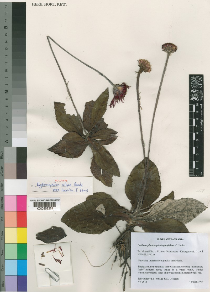 Erythrocephalum sallyae