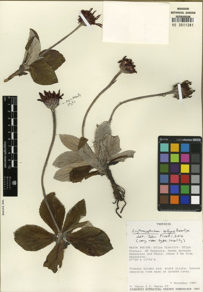 Erythrocephalum sallyae photo 2