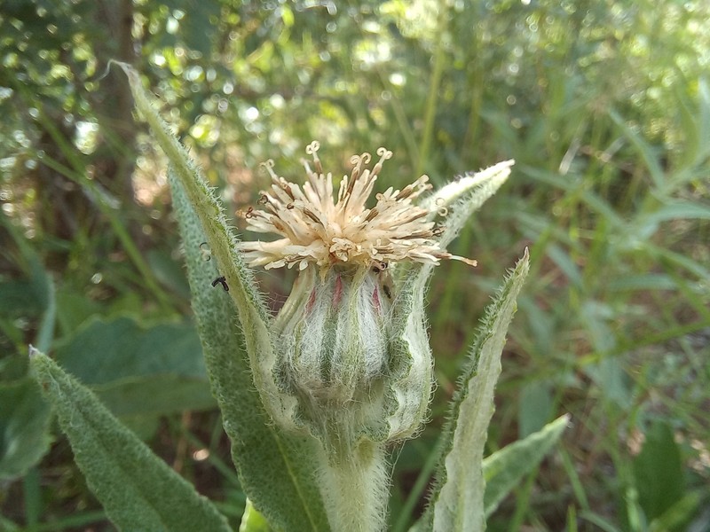Erythrocephalum scabrifolium photo 2