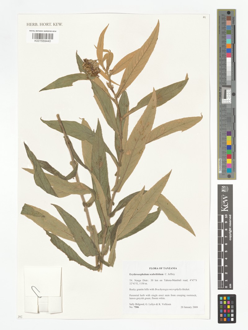 Erythrocephalum scabrifolium photo 3