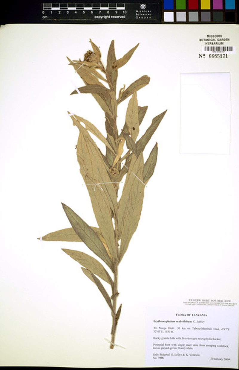 Erythrocephalum scabrifolium photo 4