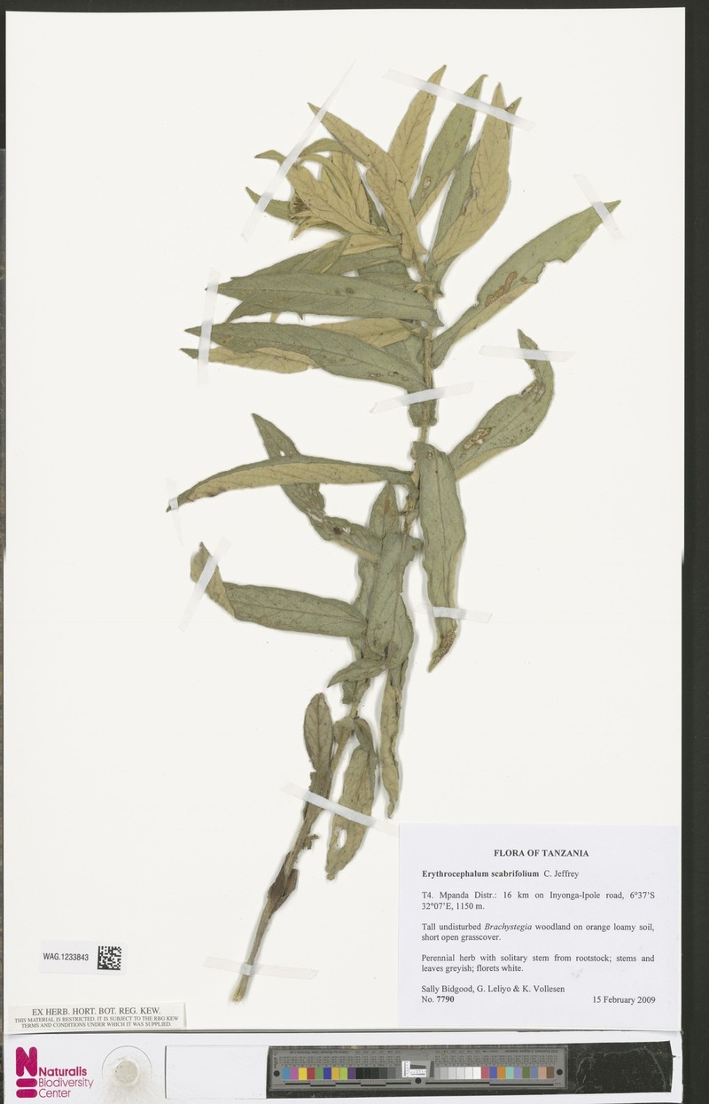 Erythrocephalum scabrifolium photo 5