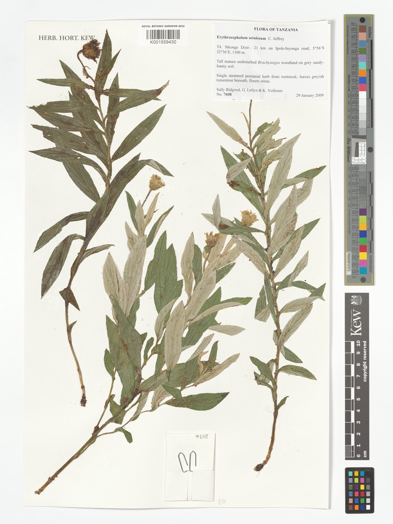 Erythrocephalum setulosum
