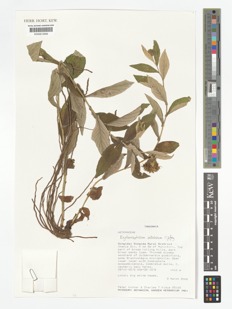 Erythrocephalum setulosum photo 2