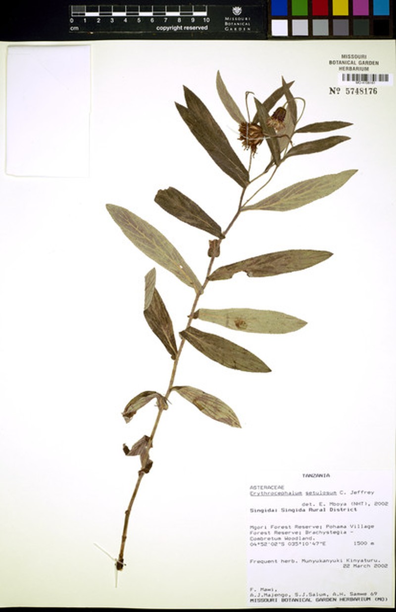 Erythrocephalum setulosum photo 3
