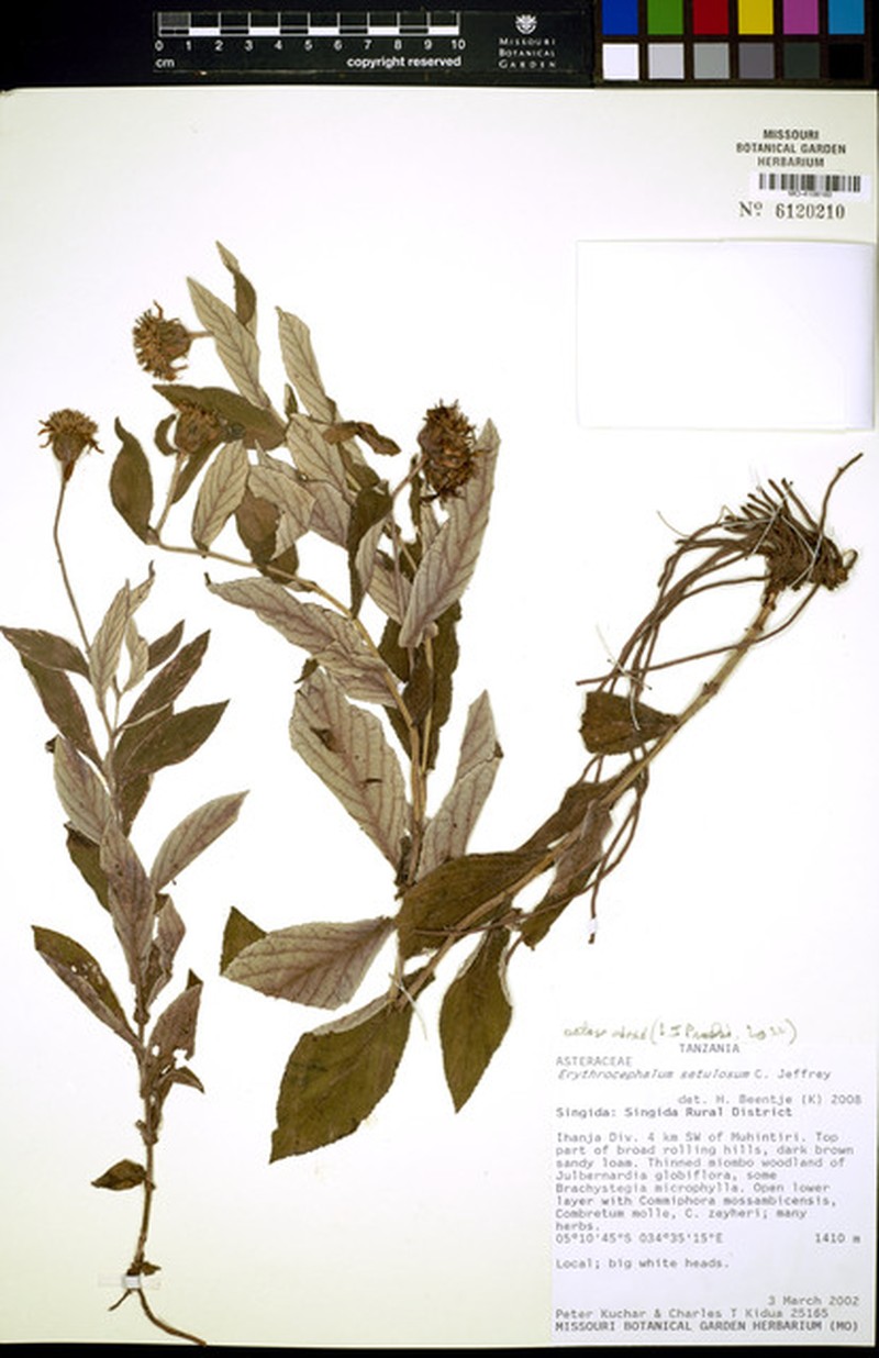 Erythrocephalum setulosum photo 4